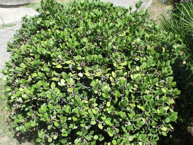 Rhaphiolepis umbellata (Rosaceae)